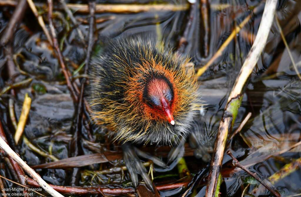 Eurasian CootPoussin, pigmentation