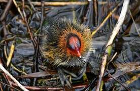 Eurasian Coot