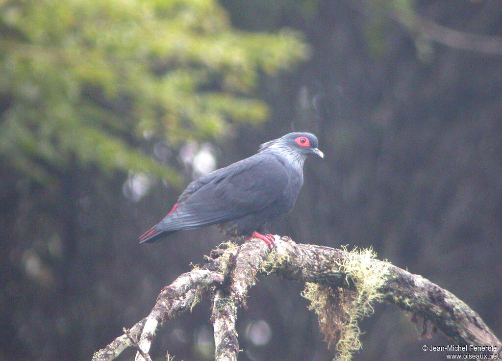 Madagascan Blue Pigeonadult