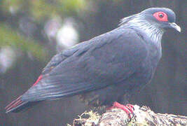 Madagascar Blue Pigeon