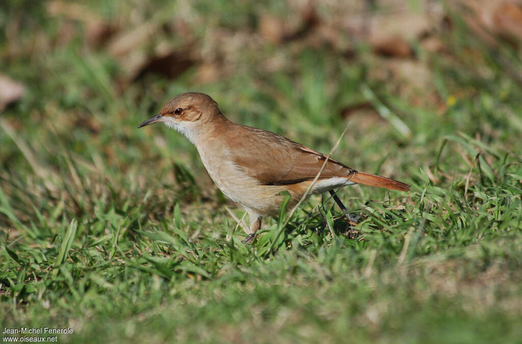 Rufous Horneroadult, Behaviour