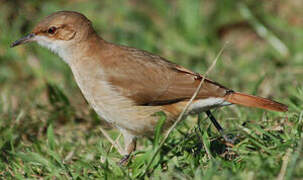 Rufous Hornero