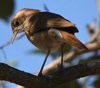 Rufous Hornero