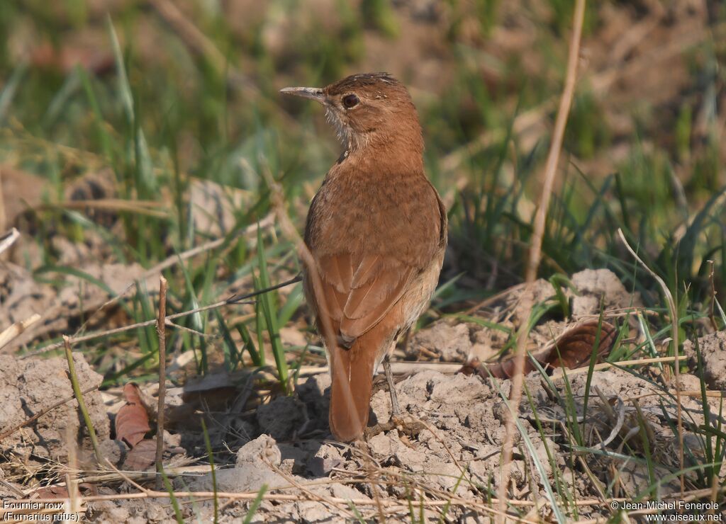 Rufous Hornero