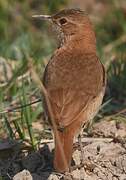 Rufous Hornero