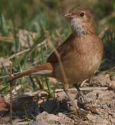 Rufous Hornero