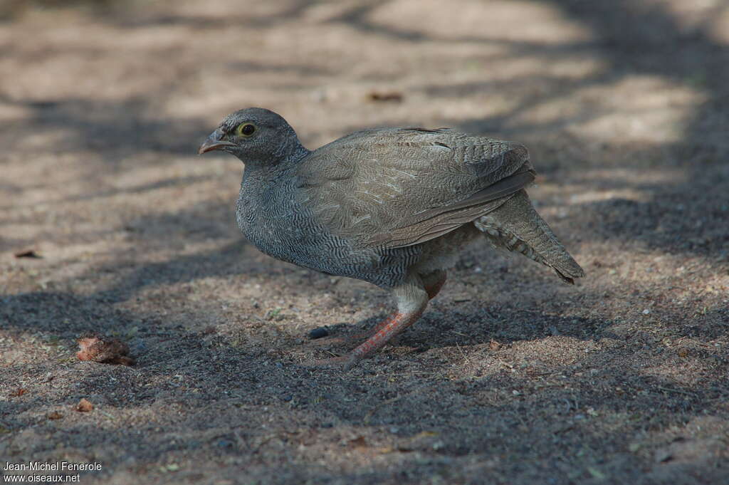 Red-billed Spurfowljuvenile, identification