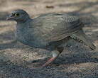 Francolin à bec rouge