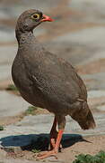 Francolin à bec rouge