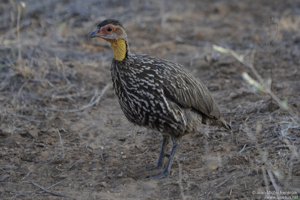 Francolin à cou jaune