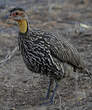 Francolin à cou jaune