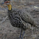 Francolin à cou jaune