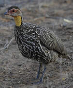 Yellow-necked Spurfowl