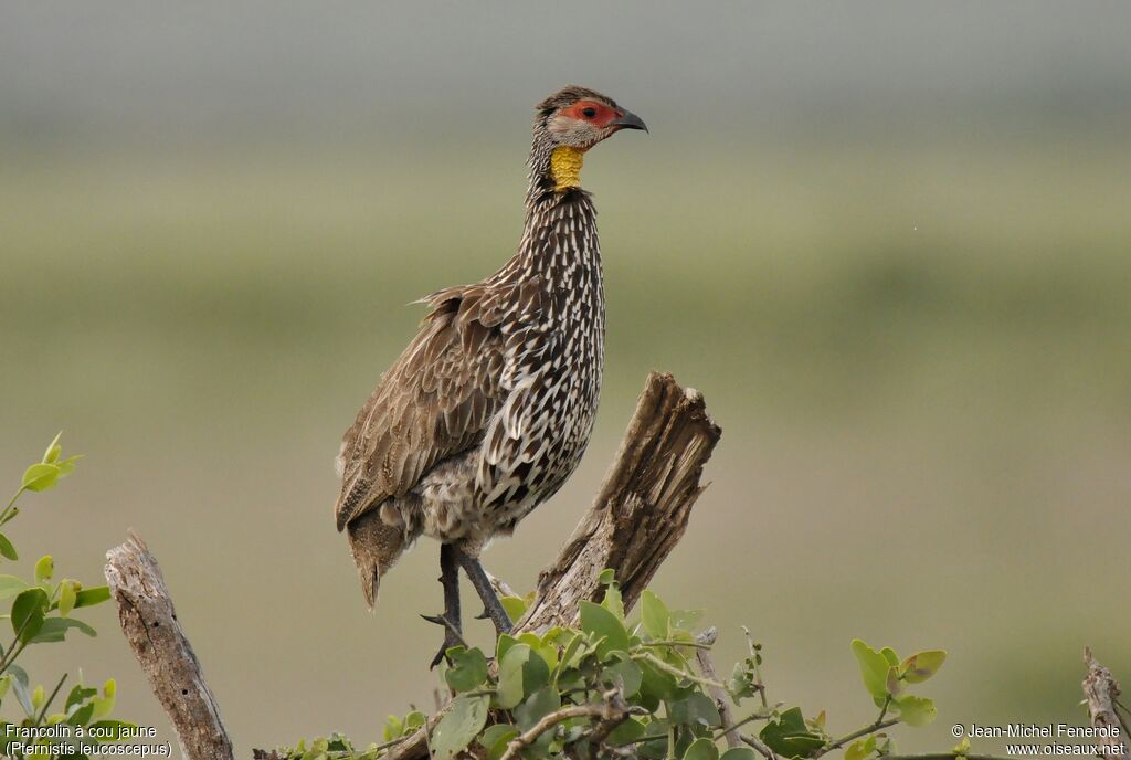 Francolin à cou jaune