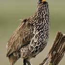 Francolin à cou jaune