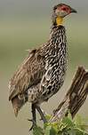 Francolin à cou jaune