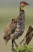 Yellow-necked Spurfowl