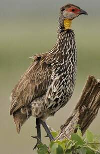 Francolin à Cou Jaune Pternistis Leucoscepus