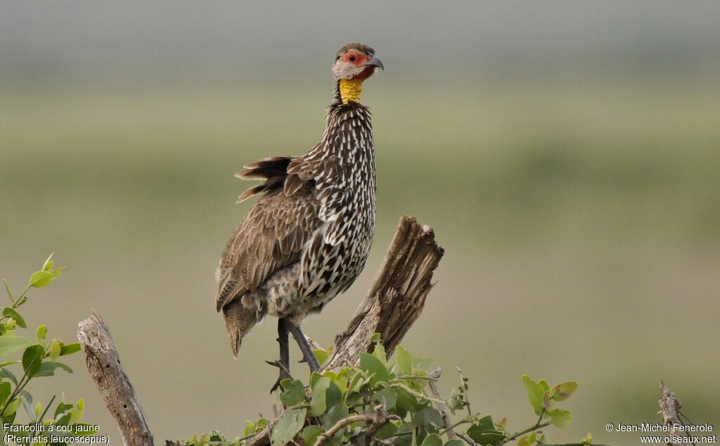 Francolin à cou jaune