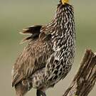 Francolin à cou jaune