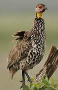 Yellow-necked Spurfowl