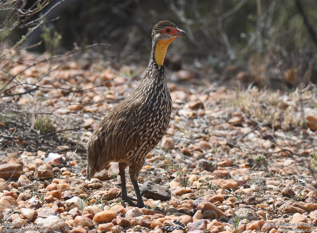 Francolin à cou jaune