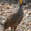 Francolin à cou jaune
