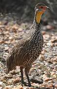 Francolin à cou jaune