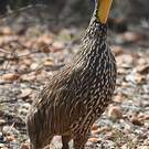 Francolin à cou jaune