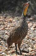 Yellow-necked Spurfowl