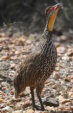 Francolin à cou jaune