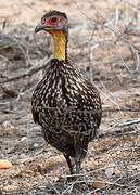 Francolin à cou jaune