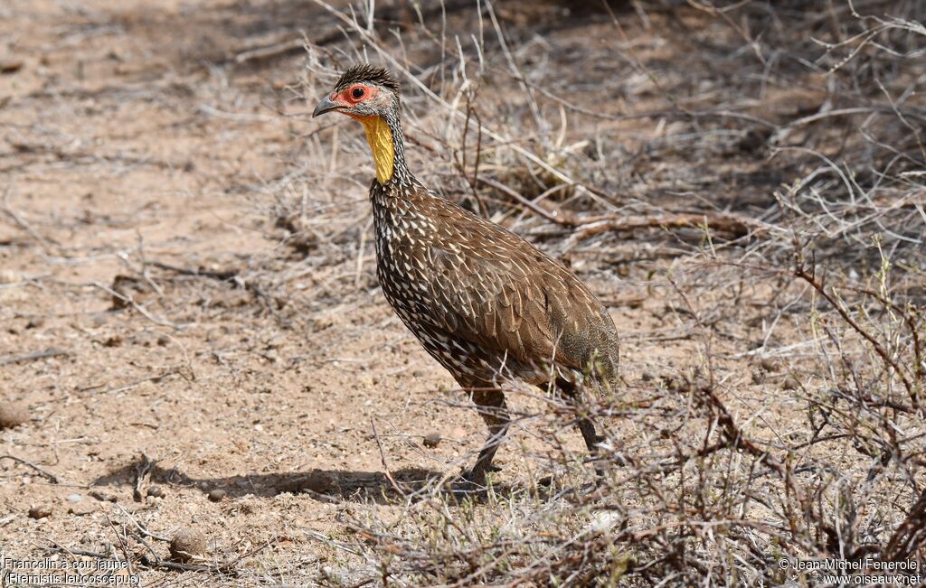 Francolin à cou jaune