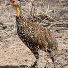 Francolin à cou jaune