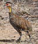 Francolin à cou jaune