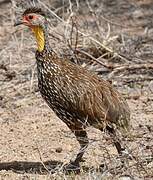 Yellow-necked Spurfowl