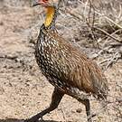 Francolin à cou jaune