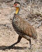 Yellow-necked Spurfowl