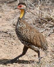 Francolin à cou jaune