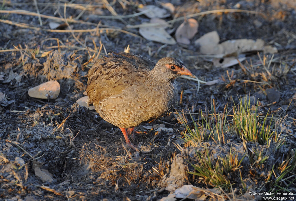 Francolin à gorge rouge