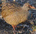 Francolin à gorge rouge