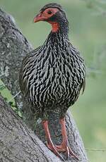 Francolin à gorge rouge