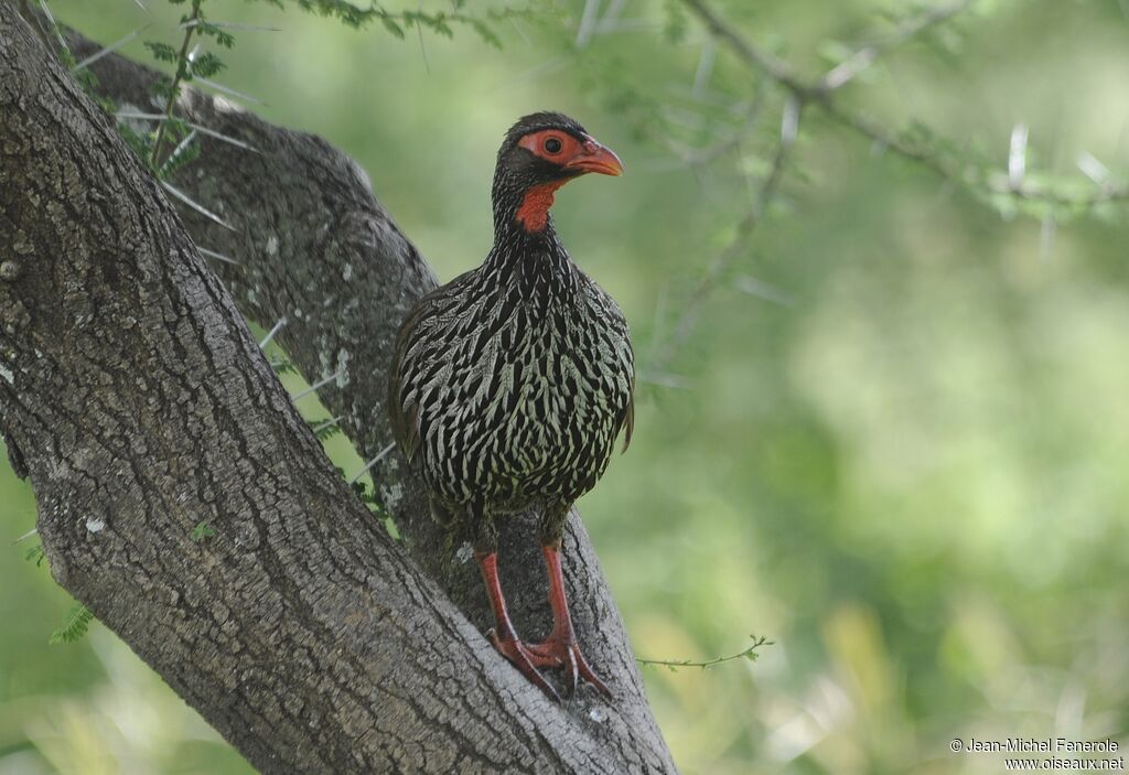 Red-necked Spurfowl