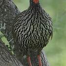 Francolin à gorge rouge