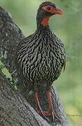 Francolin à gorge rouge