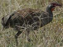 Francolin à poitrine grise