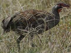 Francolin à poitrine grise