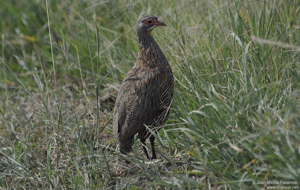 Francolin à poitrine grise