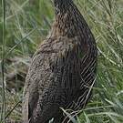 Francolin à poitrine grise