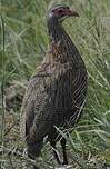 Francolin à poitrine grise